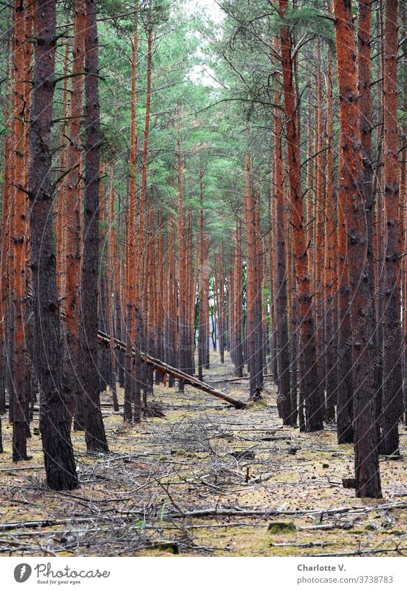 put trees in the way huts Forest Nature Exterior shot Environment Tree trunk wood Day Landscape Deserted conifers Spruce forest spruces Coniferous forest