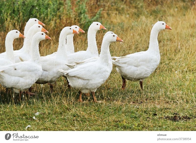 Excited and cackling, the 10 geese searched the meadow. Goose Poultry Christmas goose Free-range rearing Farming Agriculture Roasted goose chatter Waddle