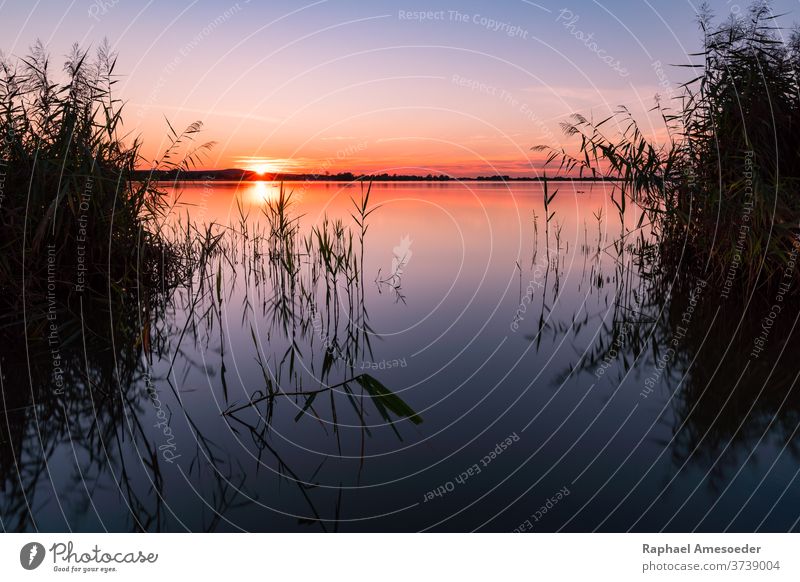 Sunset bay of lake Altmühlsee on summer evening with reed in foreground altmühl altmühlsee animal background bank beautiful beauty blue clouds colorful