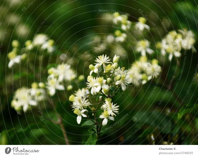 White flowers bleed Plant Nature Exterior shot Blossoming Colour photo late summer Summer Shallow depth of field Close-up Detail already shrub flowering shrub