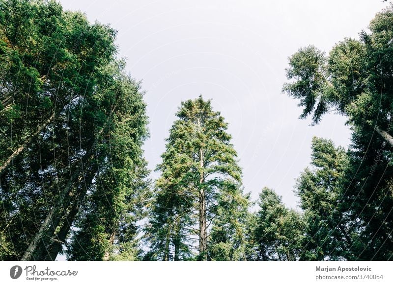 Pine tree tops in the mountain forest adventure background beautiful beauty branch calm day ecology ecosystem environment evergreen explore foliage greenery