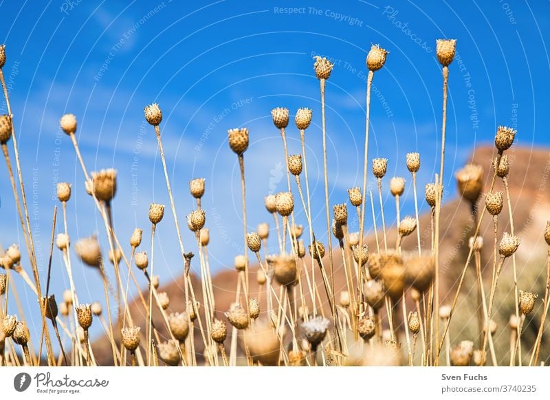 Faded flowers against a blue sky background Sky Nature Plant Landscape natural Grass flora Summer White Season Yellow Meadow Sun green out Environment spring