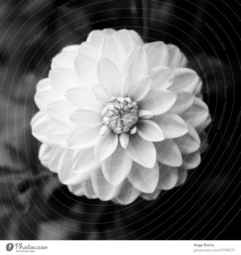 Blossomingwhite dahlia in black and white Flower Dahlia Black & white photo Nature Shallow depth of field White Delicate Close-up Plant dahlia blossom