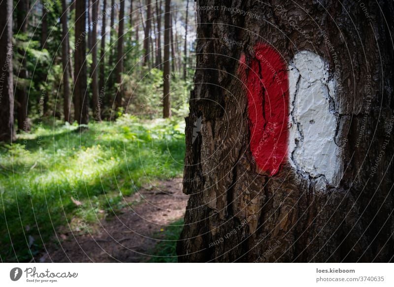 Hiking path in the Austrian Alps with a path sign painted on a tree trunk, Mieminger Plateau, Tirol, Austria nature forest hiking austria track green wood trail