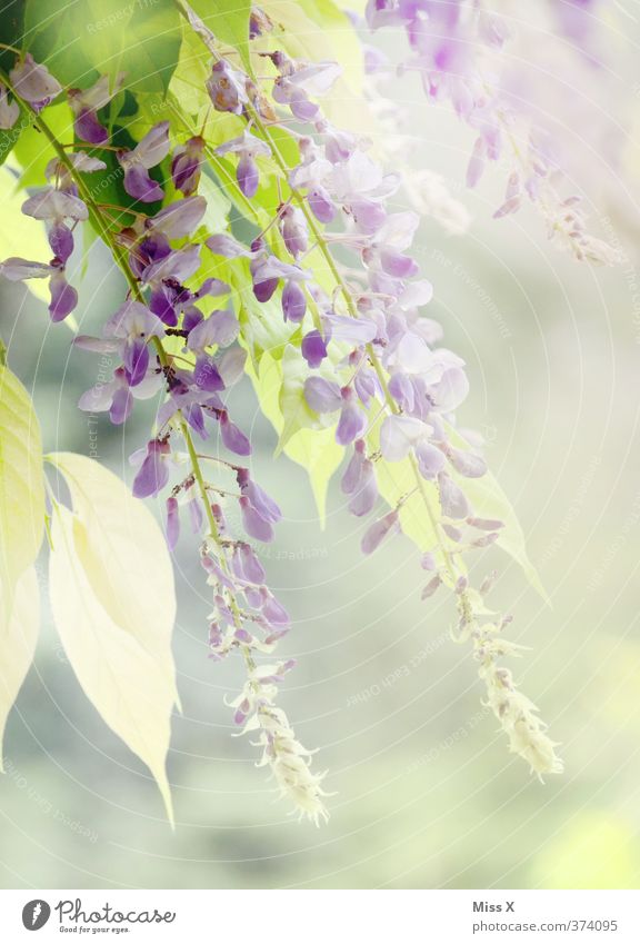 blue rain Plant Spring Summer Bushes Leaf Blossom Blossoming Fragrance Violet Glyzinia Multicoloured Exterior shot Close-up Deserted Copy Space right