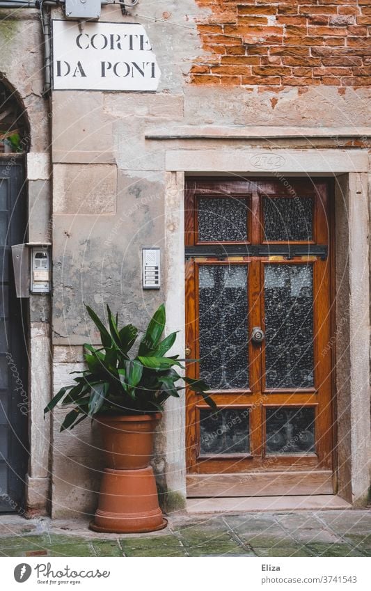 Architecture and nature | Potted plant next to the entrance door of a house in Venice's old town Pot plant Entrance Plant Wall (building) Old town Facade built