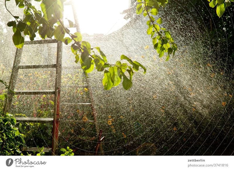 Sprinklers again Branch tree flowers blossom bleed Relaxation holidays Garden Grass Sky allotment Garden allotments Deserted Nature Plant Lawn tranquillity