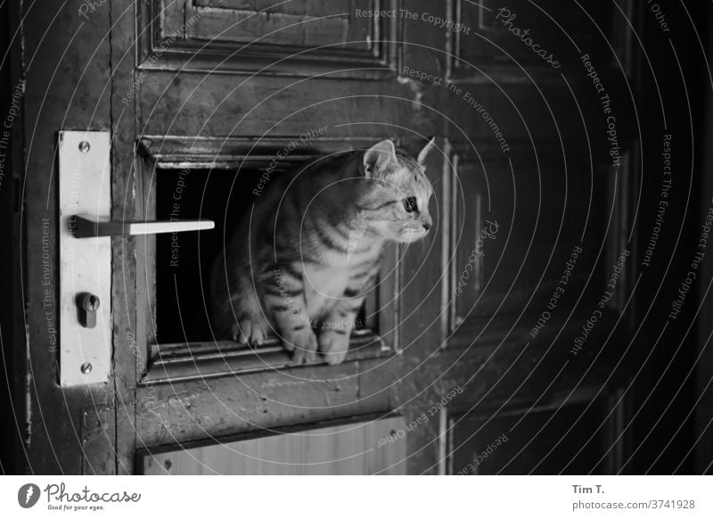 Burglar Cat door Flat (apartment) Monochrome Interior shot Deserted Animal portrait Pet 1 Cute Love of animals Curiosity Animal face Living or residing