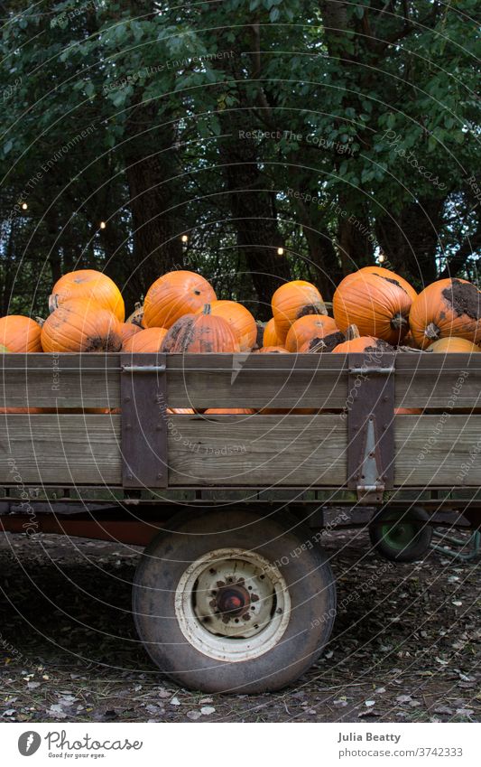 Vintage wagon full of pumpkins at a farm fall Autumn Autumnal Farm Agriculture crop Harvest Hallowe'en halloween October September seasonal Illinois