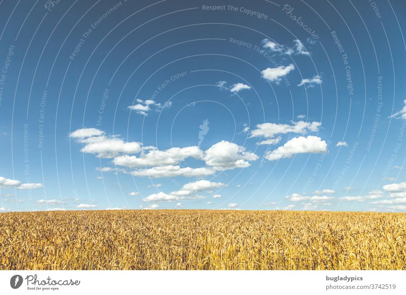 Cornfield in front of blue sky with some clouds Grain field Wheat Wheatfield Rye Rye field Barley Barleyfield Field Ear of corn spike Agriculture