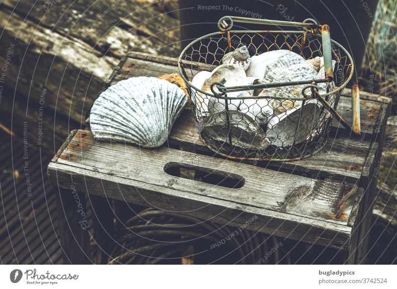 Rusty metal basket with shells on an old fruit box outside in the garden for decoration seashells shell collect Basket Box of fruit vintage Vintage style