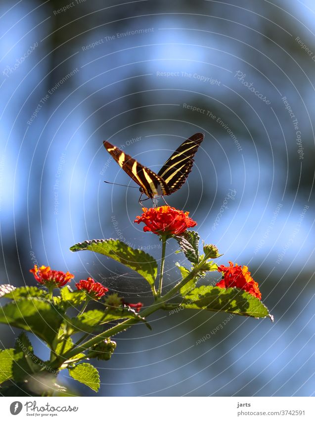 Zebra butterfly zebra butterfly butterflies Butterfly Insect Close-up Colour photo Exterior shot flowers Noble butterfly yellow black Striped Grand piano