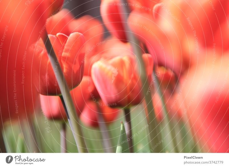 tulip field Tulip blossom flowers Colour photo Plant spring bleed Nature Close-up Spring flower Orange, Holland, Amsterdam