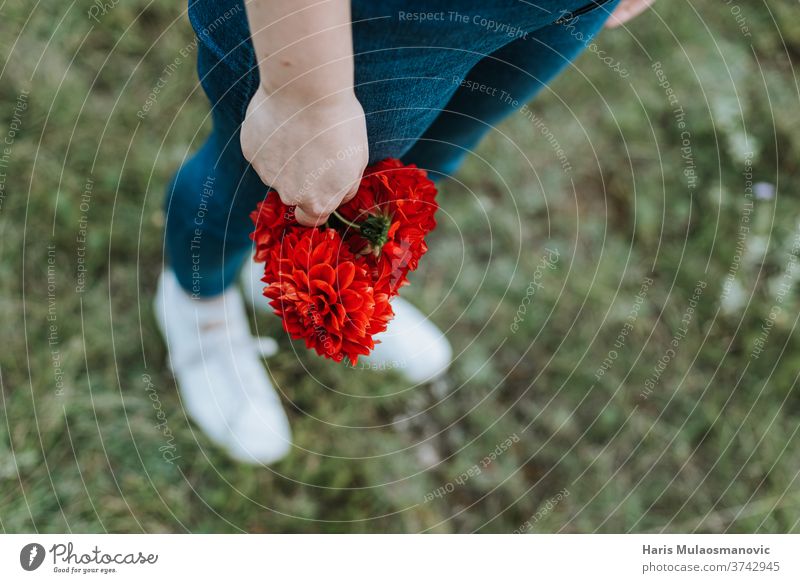 Female hands holding red flower in hand background beautiful closeup female fresh garden girl grass green healthy lifestyle natural nature organic outdoor