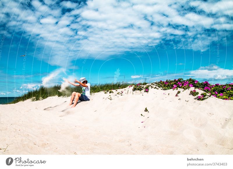 anticipation Wanderlust Flower Marram grass Baltic Sea flowers Exterior shot Beach Sky Ocean duene Clouds Darss Nature fischland-darß Vacation & Travel