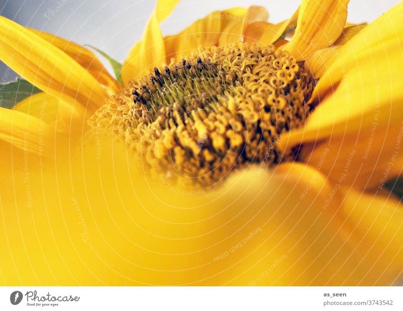 sunflower Sunflower Yellow Summer luminescent flowers Plant bleed Nature Close-up Colour photo Exterior shot Macro (Extreme close-up) Garden Day Deserted flaked