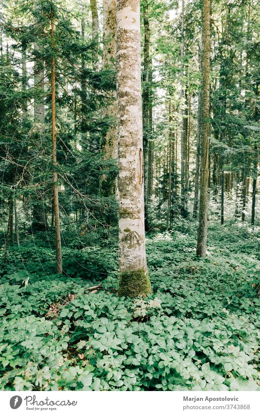 View of the deep forest in the mountains adventure background beautiful day ecology ecosystem environment explore foliage green hiking jungle land landscape