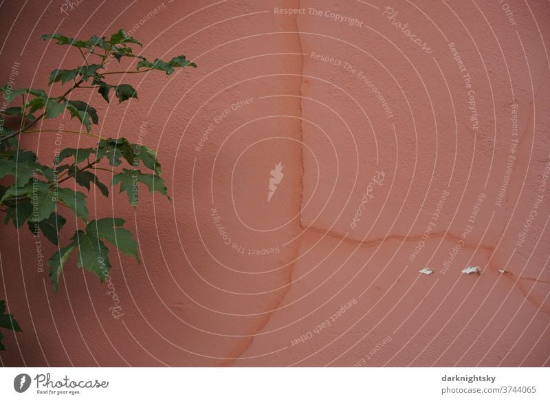 Red wall with cracks and Acer campestre Wall (building) Architecture red Pink Wall (barrier) Crack & Rip & Tear Freedom Captured Safety Manmade structures