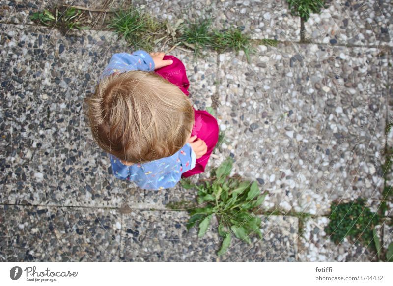 Blond hair on exposed aggregate concrete pink Garden allotment Sit Infancy Outdoors Child Happy Family Love from on high top-down Bird's-eye view