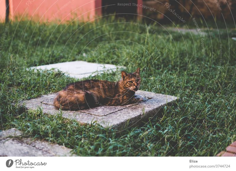 Cat in grey-green Meadow out Brown Animal portrait Striped Lie Pet