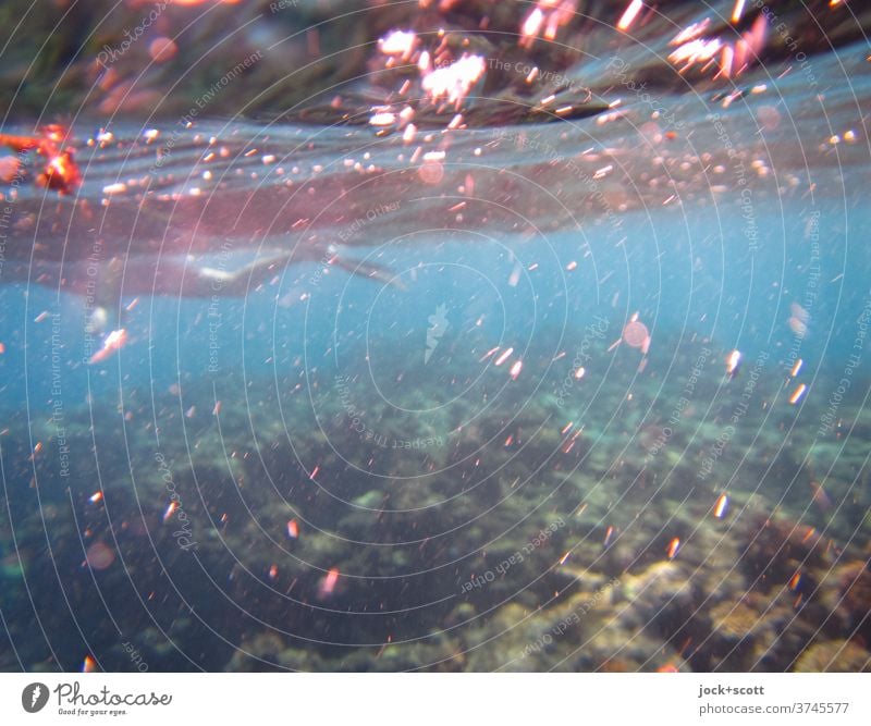 Bluish Pacific with float against the current of the waves Snorkeling Aquatics Human being Great Barrier Reef Pacific Ocean Swimming & Bathing Dive