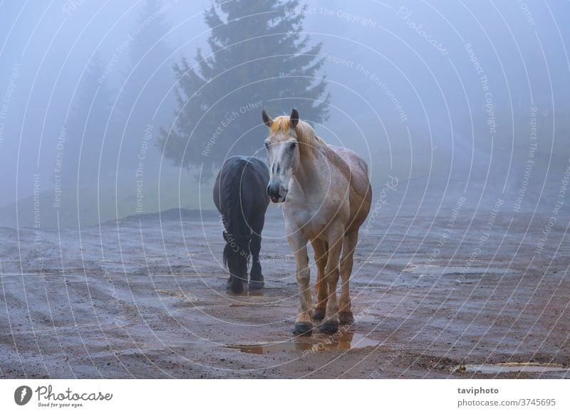 feral horses in Apuseni mountains mane couple animal nature brown mammal free bad weather autumn mist fog beautiful transylvania outdoor behavior traditional