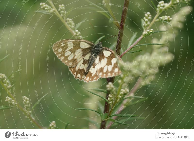 Melanargia galathea chessboard butterfly on a plant Colour photo Rich in contrast butterflies Exterior shot Chessboard bleed Butterfly Nature Plant Deserted