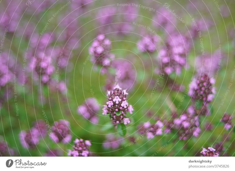 Wild thyme in full bloom in summertime Thyme Thymus alpestris Garden wild Field Meadow herbs Cake cake Close-up Colour photo Plant Summer Exterior shot Deserted