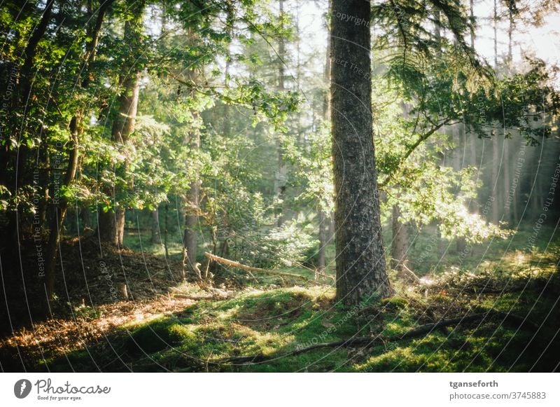 in the wood Forest tree Tree trunk in the morning Moss Carpet of moss Deserted green Colour photo forest soils Nature Exterior shot natural