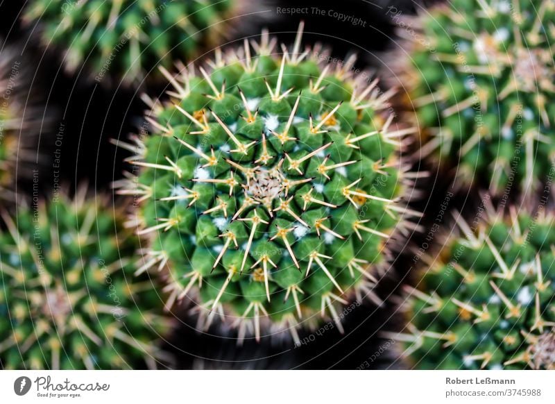 Close up of a cactus (Mammillaria compressa) close-up Depressed wart cactus detail from above green macro mammillaria compressa nature needles plant pointed