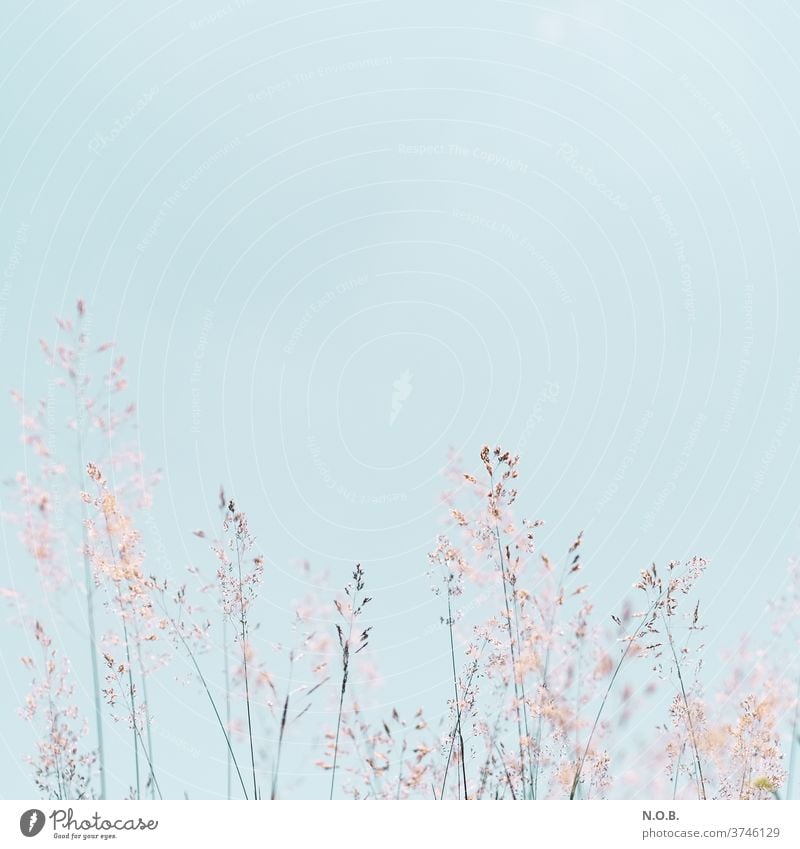 Grasses against a pale blue sky. Blue sky Sky Summer Beautiful weather Deserted Exterior shot Cloudless sky Nature Plant Copy Space top Worm's-eye view