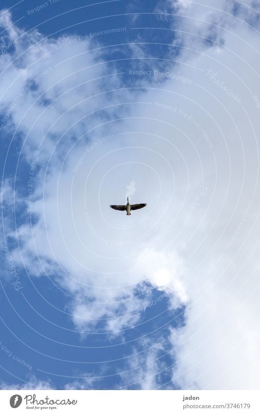 dynamic | flying object. Flight of the birds Goose Flying Sky Animal Grand piano Deserted Colour photo Nature Air Freedom Copy Space top 1 natural