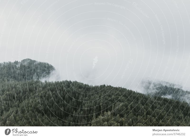 Foggy pine tree forest in the mountains adventure background beautiful cloud dark dawn environment evergreen explore fog foggy greenery haze high hiking