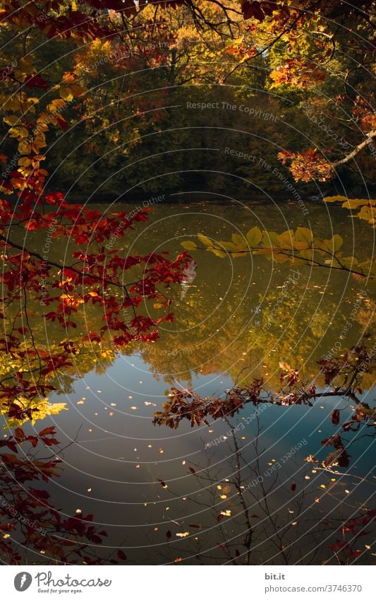 Golden Autumn Autumnal Autumn leaves Autumnal colours Automn wood reflection Mirror image Water Surface of water Water reflection Lake Body of water Reflection