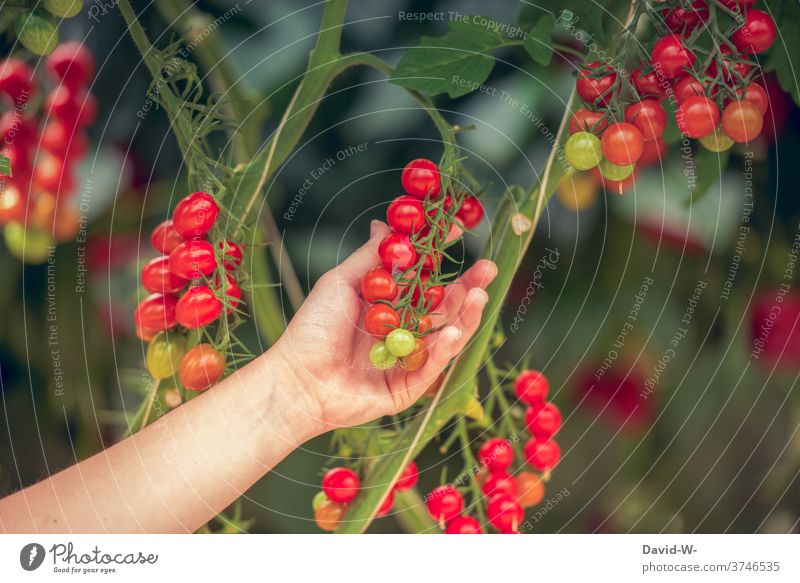 Tomatoes on a tomato plant Harvest tomatoes Red Fresh organic Food extension fruit by hand