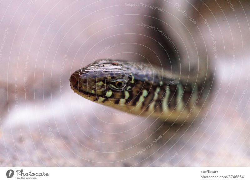 Island glass lizard Ophisaurus compressus is a legless lizard Legless lizard reptile slither scales animal nature flower lizard on a flower beauty in nature