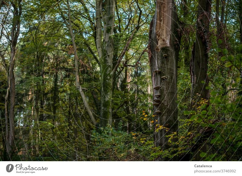 in the wood Forest trees Nature Environment Plant Green Brown leaves foliage chill Fresh mushrooms Branches and twigs Autumn