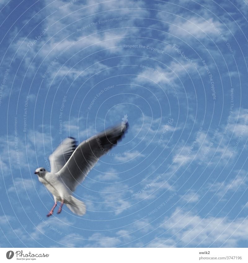 emergency braking Seagull Animal 1 Movement Looking Sky Sunlight Animal portrait Copy Space top Copy Space right Long shot Colour photo Joie de vivre (Vitality)