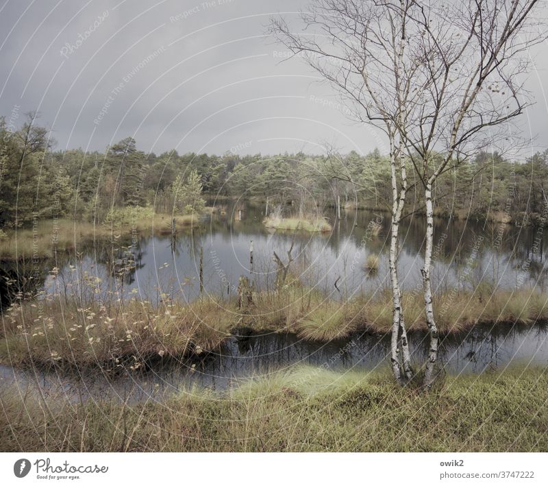 Pietzmoor Environment Nature Landscape Plant Water Grass tree Autumn Horizon Clouds bushes Bog Marsh Far-off places Nature reserve Luneburg Heath Calm Long shot