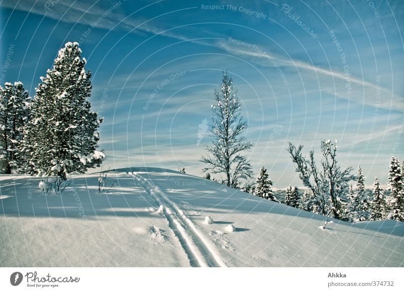 Lonely ski track in a snowy landscape, Norway Vacation & Travel Adventure Far-off places Freedom Expedition Winter Snow Mountain Winter sports Nature