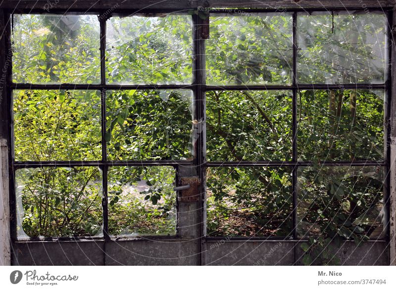 View into the garden through destroyed window panes Window Window pane Glass Window frame door door handle Broken Decline Destruction Ruin Transience Old Dirty