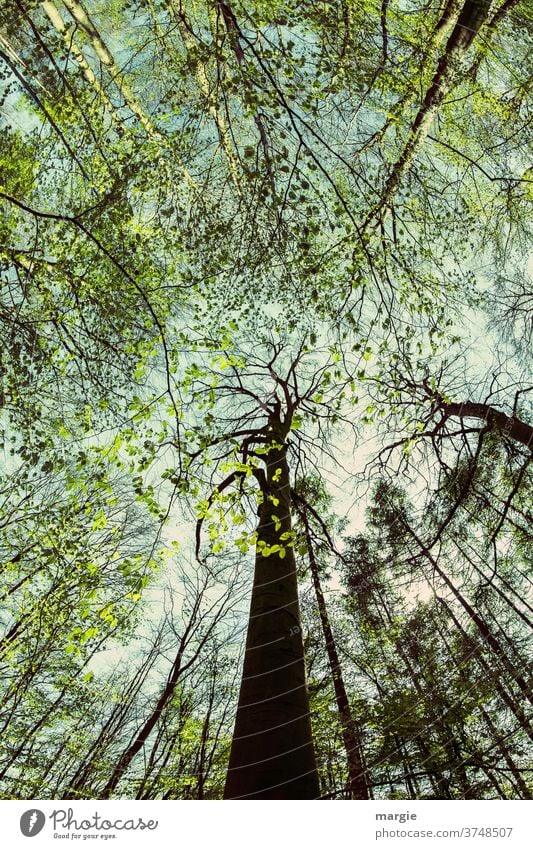 dynamic |trees to heaven II Forest Tree Tree trunk in the foreground Treetop Tree bark leaves trees forest Leaf canopy Tall Sky Branches and twigs huge