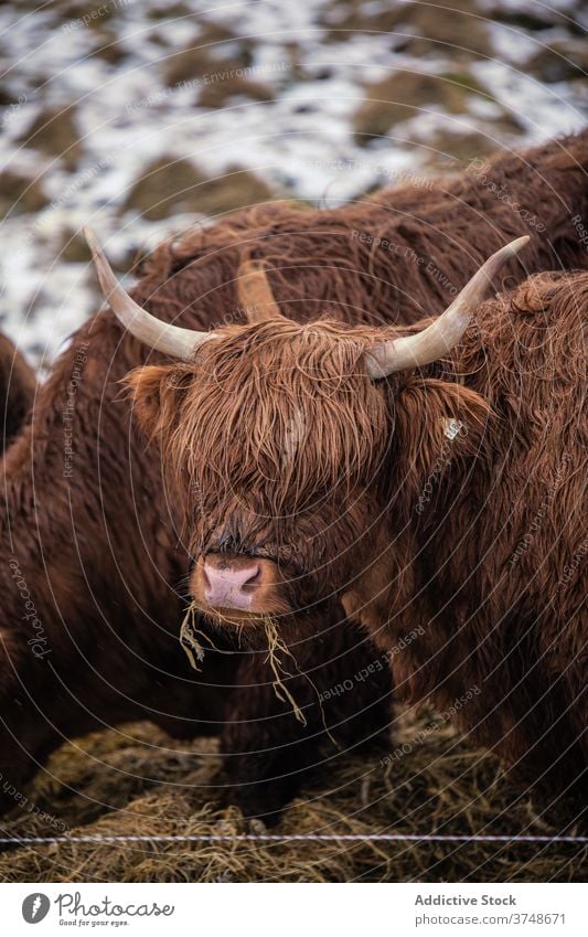 Highland cattle grazing in mountains on Faroe Islands highland cow fluff pasture snow winter hill grass graze faroe islands eat dried wet meadow rural nature