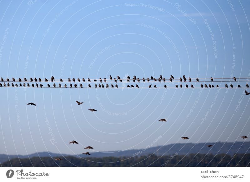 Approach - Birds on power line birds gaze Transmission lines Sit Flying approach Break Blue sky Nature rank and file Row