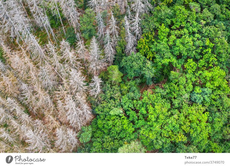 a dead and a healthy forest from above dead forest green grey global warming bark beetle sun shadow neede tree mixed forest germany