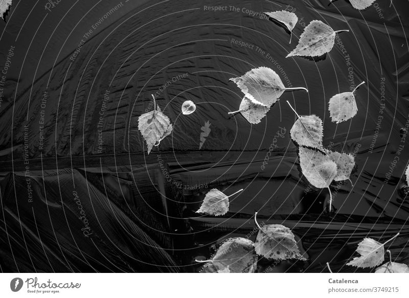 Birch leaves on ice Nature flora Plant Tree Birch tree Winter Ice Frozen Cold Frozen surface foliage Garden Ice surface