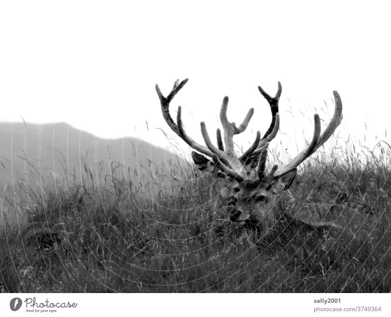 Two proud stags resting in the grass... Wild Animal Wild animal antlers Pride Meadow Strong Impressive strength Nature Lonely Grass king of the forest Force 2