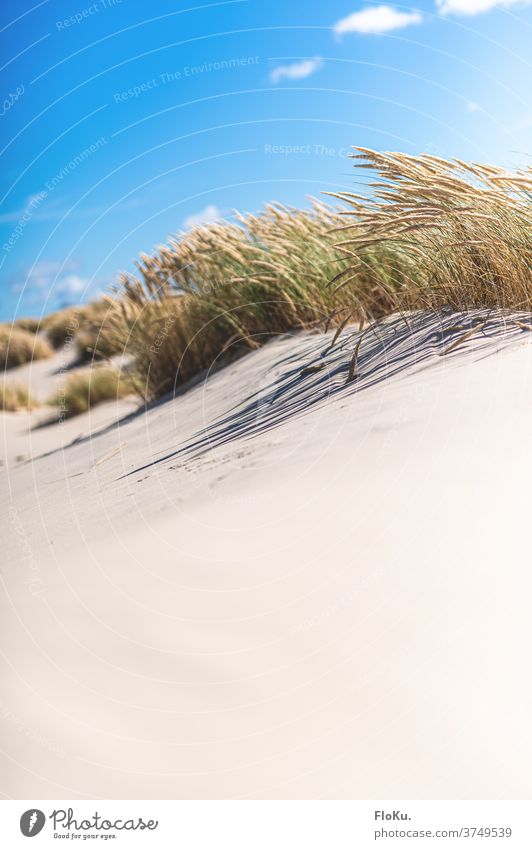 White sand beach near Skagen in Denmark Beach North Sea Coast Nature Landscape North Sea coast dunes Marram grass Summer vacation Relaxation voyage Europe Ocean