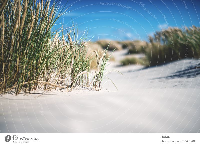 Danish North Sea beach in sunshine Beach coast Nature Landscape North Sea coast dunes Marram grass Summer vacation Relaxation voyage Denmark Europe Ocean Sand