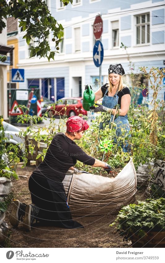 Urban gardening. Two women planting organic vegetables in the heart of a city. woman urban horticulture young 20s 30s sustainability local consumption seedlings